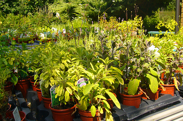 image of plant selling area
