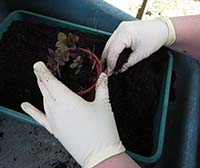 photo of a person potting up a plant in a greenhouse