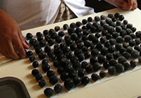 damsons being counted on a chart
