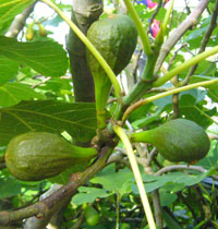 image of figs on a tree