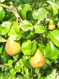 image of pears on a tree
