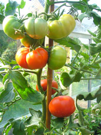 image of tomatoes on a plant